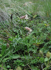 Silene lychnidea