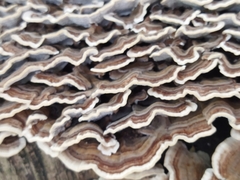 Trametes versicolor