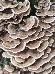 Trametes versicolor