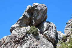 Oldenburgia paradoxa