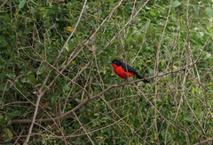 Laniarius erythrogaster