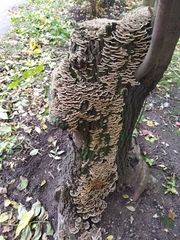Trametes versicolor