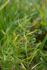 Thesium repens