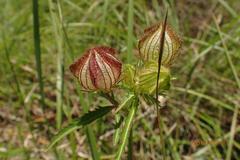 Hibiscus cannabinus