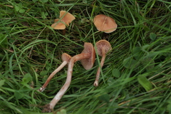 Fungi