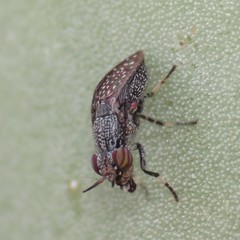 Stictomyia longicornis
