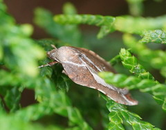 Arachnographa micrastrella