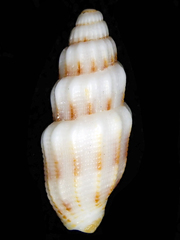 Vexillum exasperatum