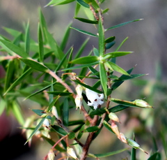 Styphelia setigera