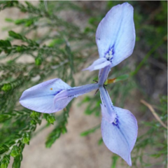 Moraea tripetala tripetala