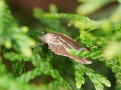 Arachnographa micrastrella