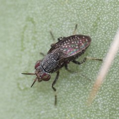 Stictomyia longicornis