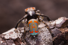 Maratus literatus