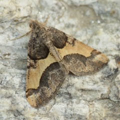 Frederickia hypaethrata