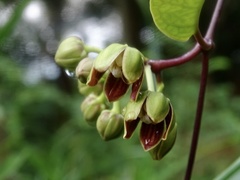 Cynanchum graphistemmatoides