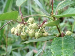 Cynanchum graphistemmatoides