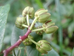 Cynanchum graphistemmatoides