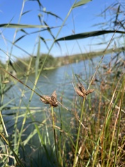 Bolboschoenus planiculmis