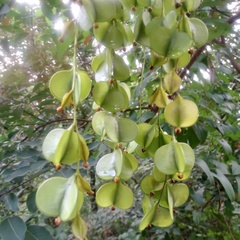 Dioscorea benthamii