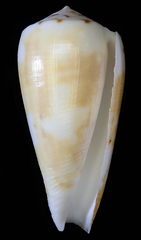 Conus magus