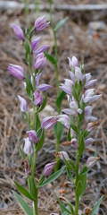 Cephalanthera kurdica
