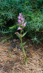 Cephalanthera kurdica