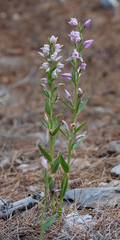 Cephalanthera kurdica