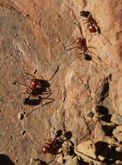 Ocymyrmex
