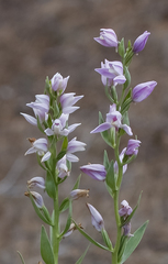 Cephalanthera kurdica