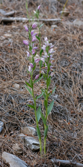 Cephalanthera kurdica