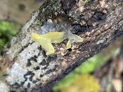 Tremella flava