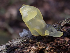 Tremella flava