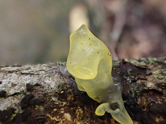 Tremella flava