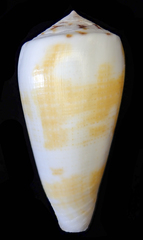 Conus magus