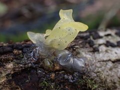 Tremella flava
