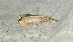 Agriphila straminella