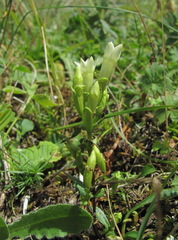 Gentianella caucasea
