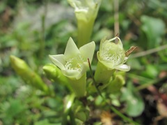 Gentianella caucasea
