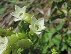 Gentianella caucasea