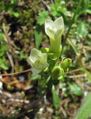 Gentianella caucasea