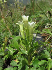Gentianella caucasea