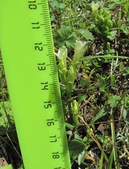 Gentianella caucasea