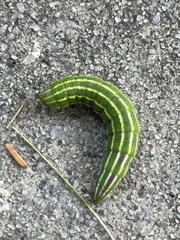 Lapara coniferarum