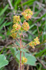 Alchemilla rubens
