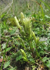Gentianella caucasea