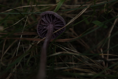 Fungi