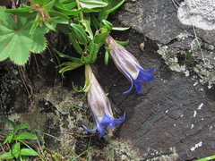 Gentiana septemfida grossheimii