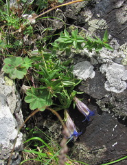 Gentiana septemfida grossheimii