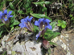 Gentiana septemfida grossheimii