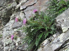 Jurinea filicifolia